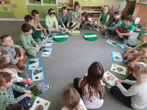 Drzewa i ich owoce- poznajemy i rozróżniamy drzewa iglaste i liściaste 