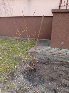 krzak forsycji