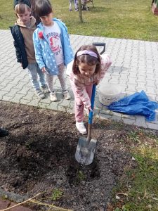 Jeszcze jedna chętna dziewczynka kopie łopatą dołek.
