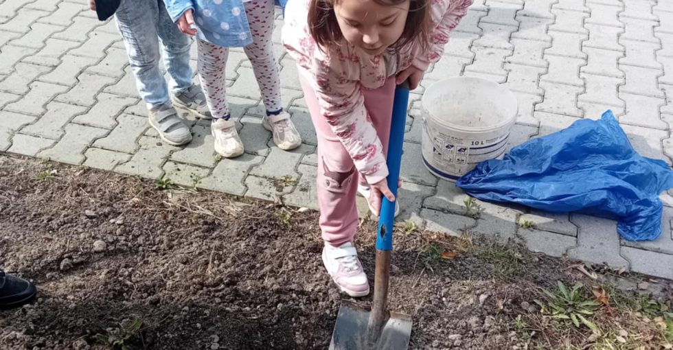Jeszcze jedna chętna dziewczynka kopie łopatą dołek.
