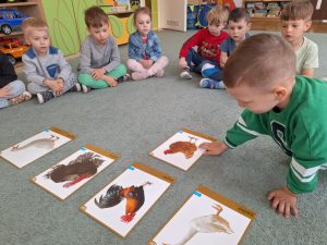 Chłopiec kładzie na dywanie ilustrację kury w odpowiednim miejscu na dywanie.