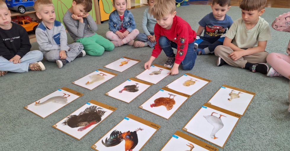Chłopiec kładzie na dywanie ilustrację indyczęta w odpowiednim miejscu na dywanie.